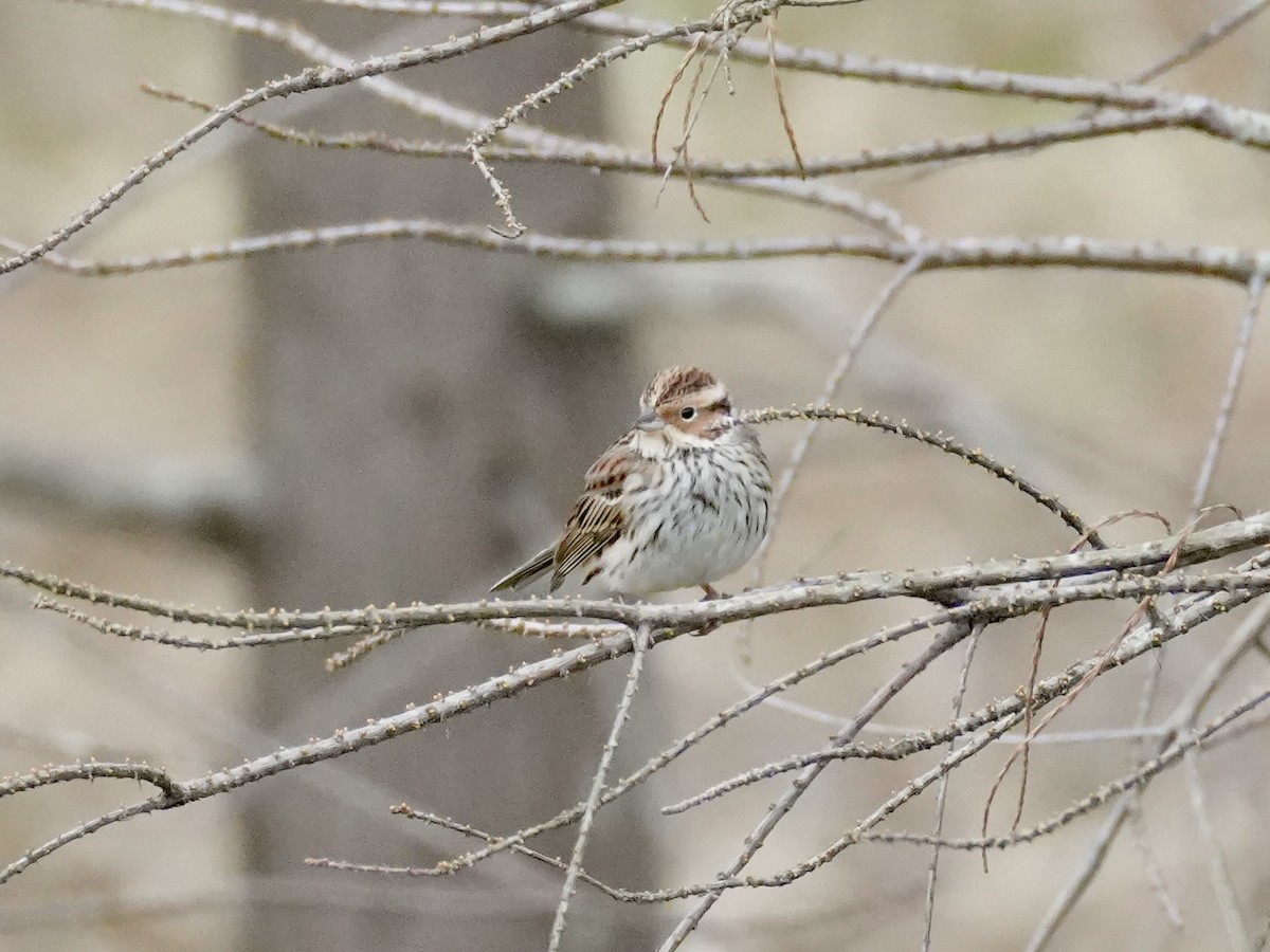 Little Bunting - ML615980443