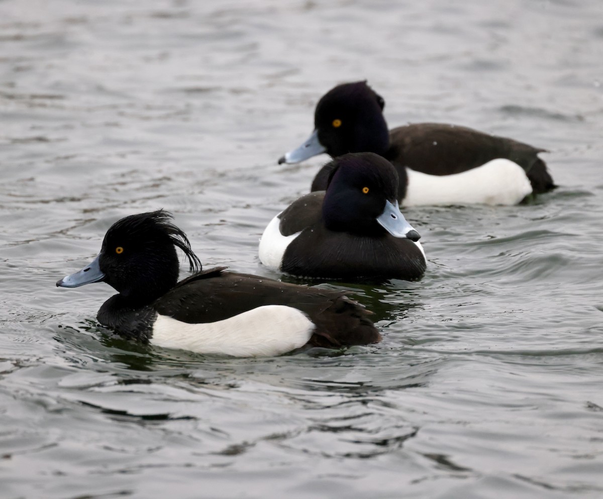 Tufted Duck - ML615980478