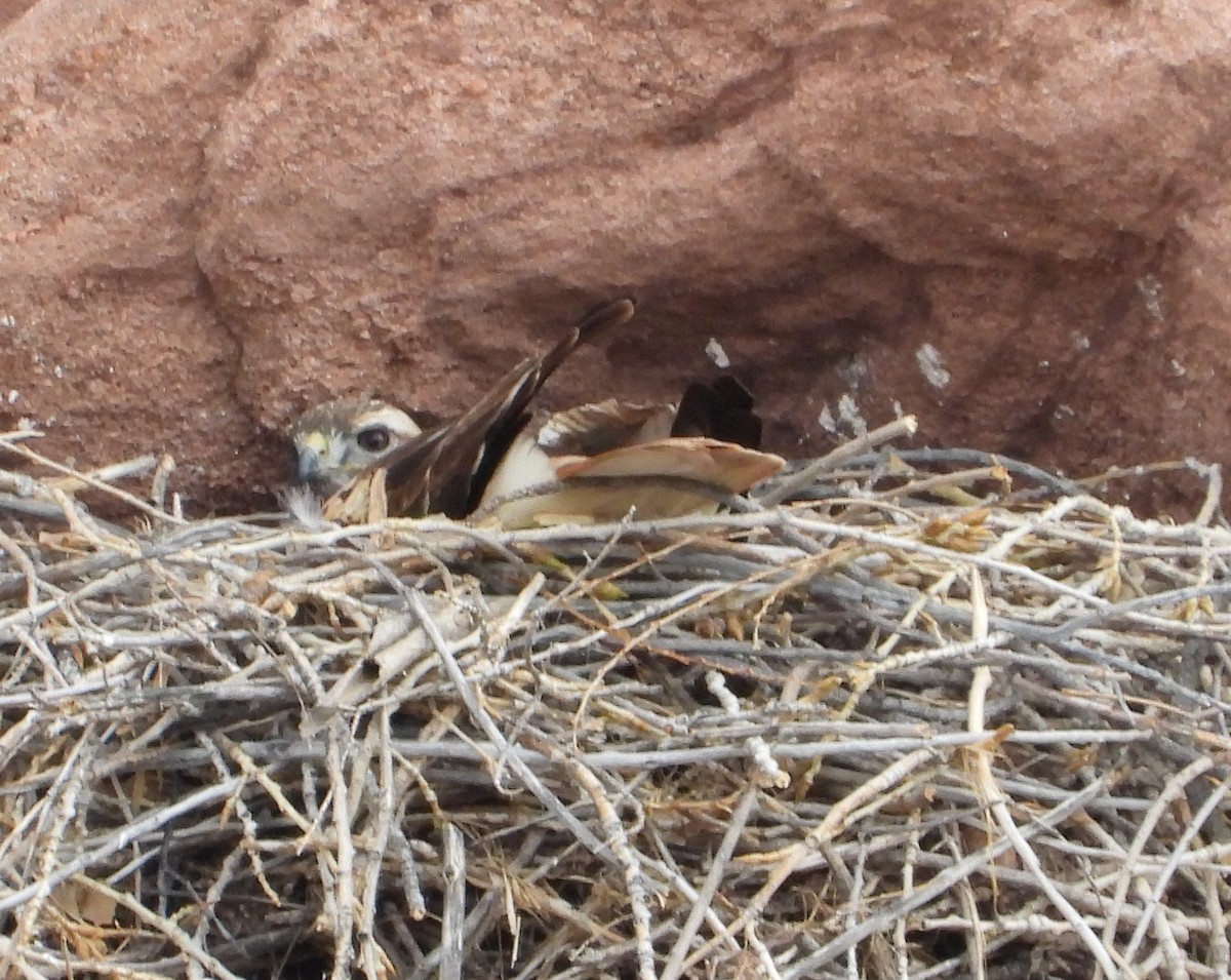 Red-tailed Hawk - ML615980519