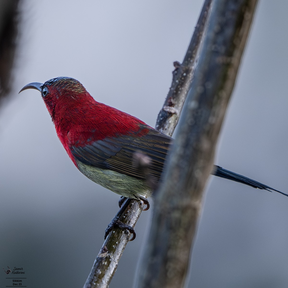 Crimson Sunbird - ML615980626