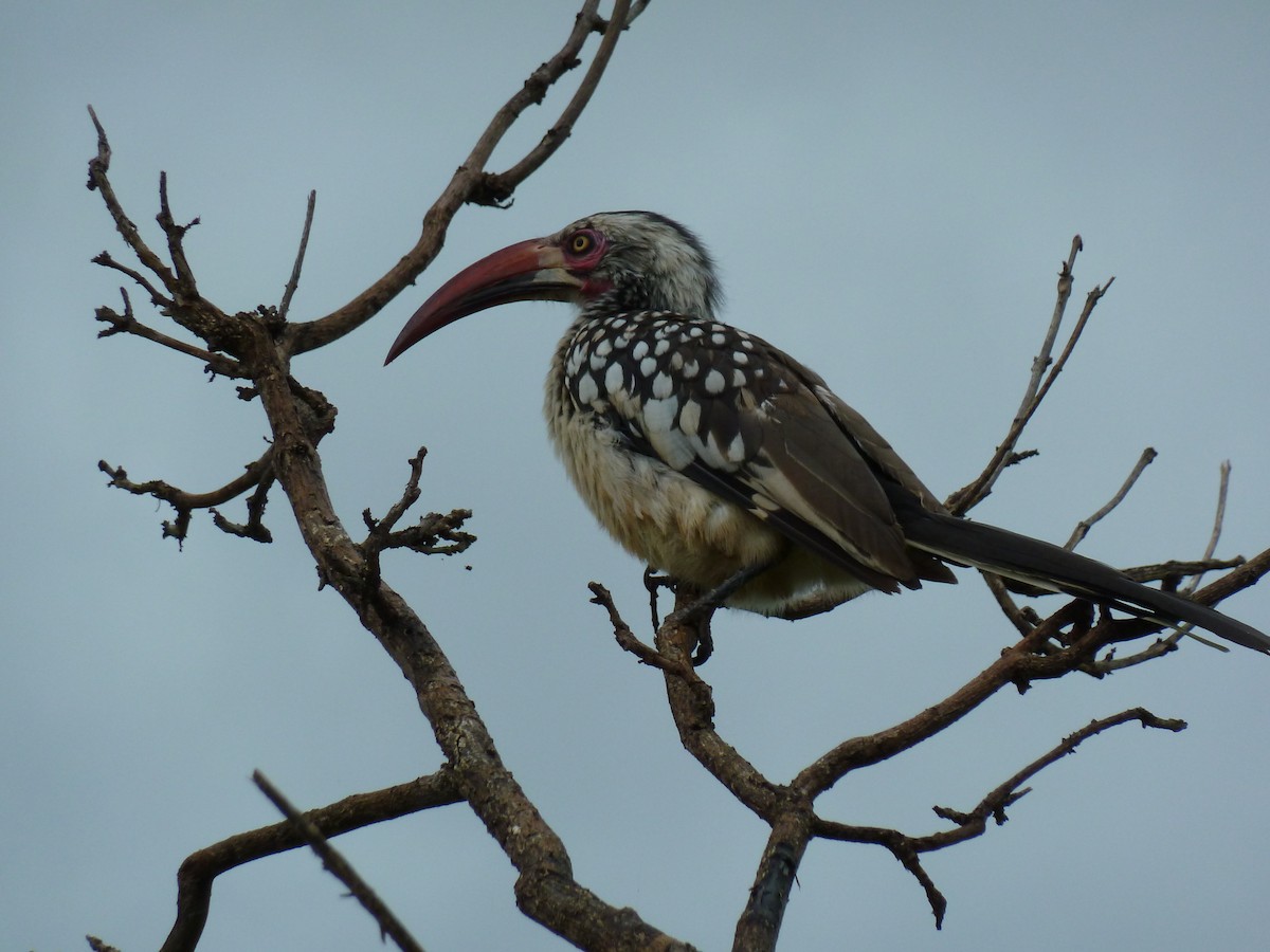 Southern Red-billed Hornbill - ML615980639