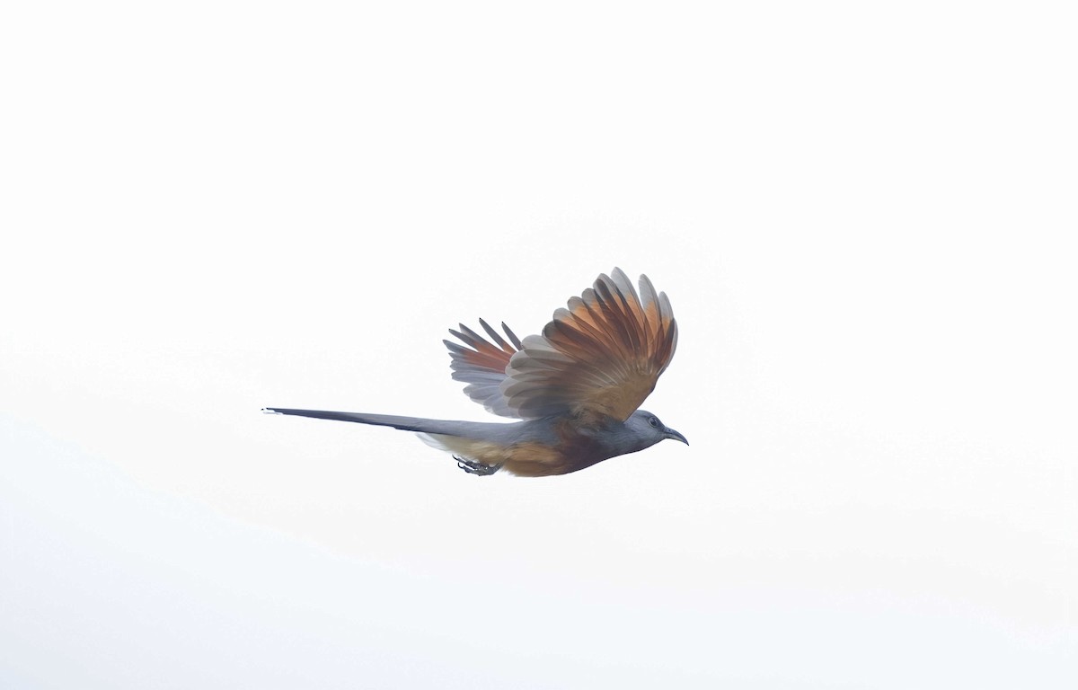 Bay-breasted Cuckoo - ML615980680