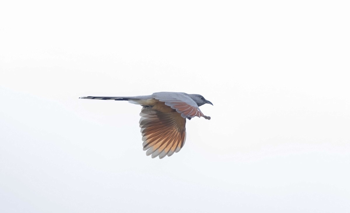 Bay-breasted Cuckoo - ML615980681