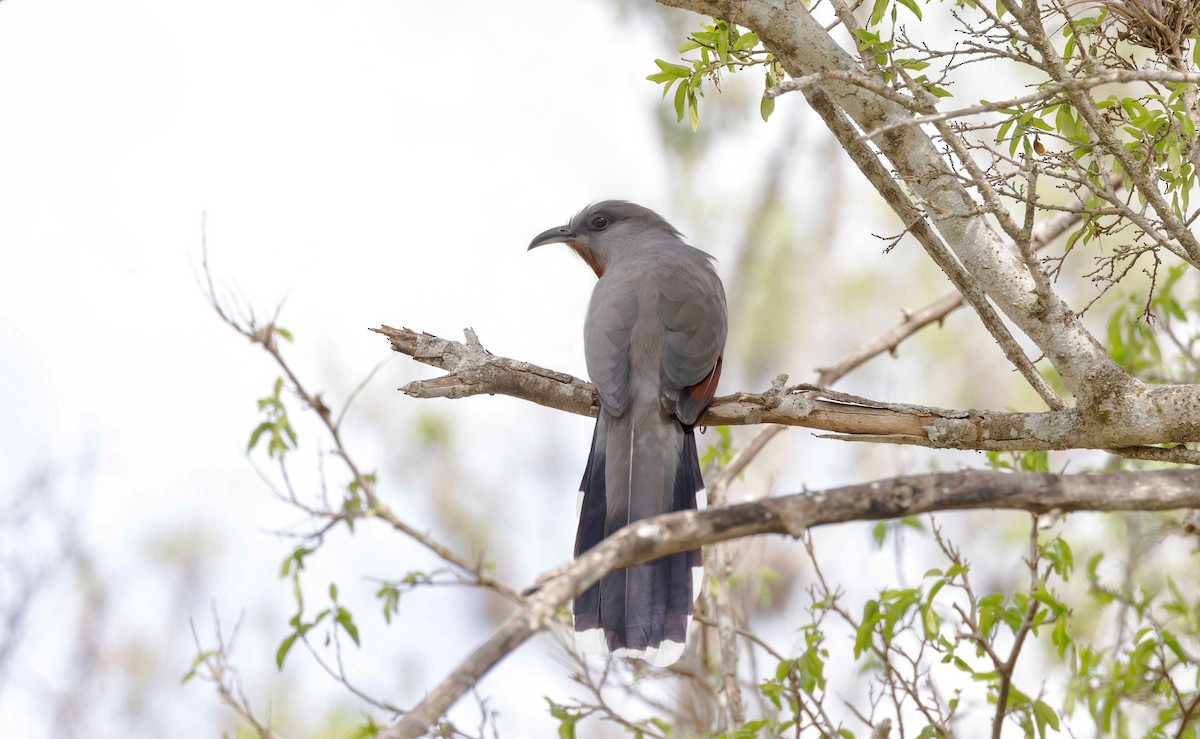 Bay-breasted Cuckoo - ML615980682