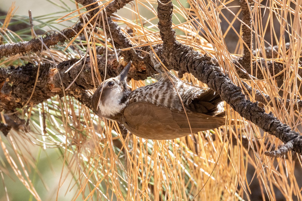Arizona Woodpecker - Scott France