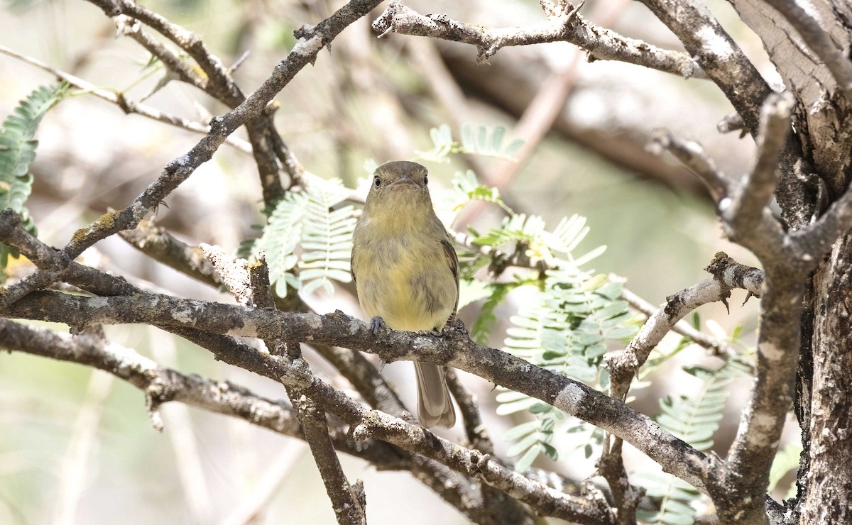 Flat-billed Vireo - ML615980708