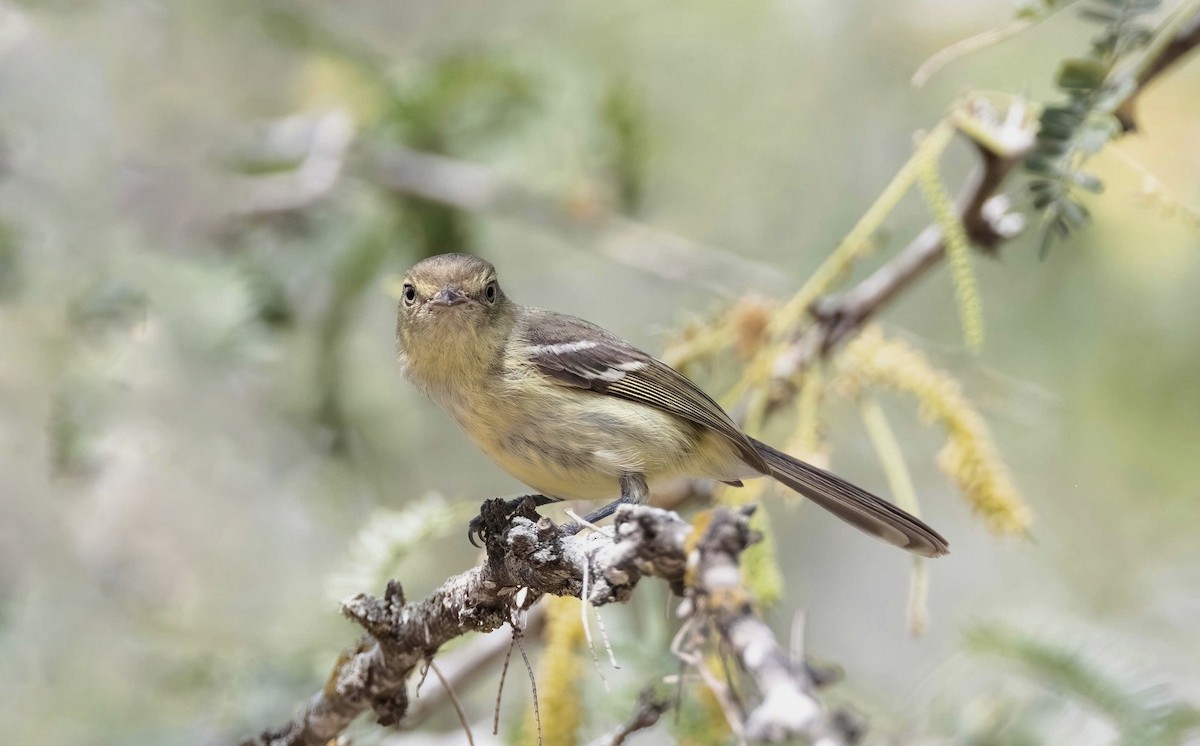 Vireo de la Española - ML615980710