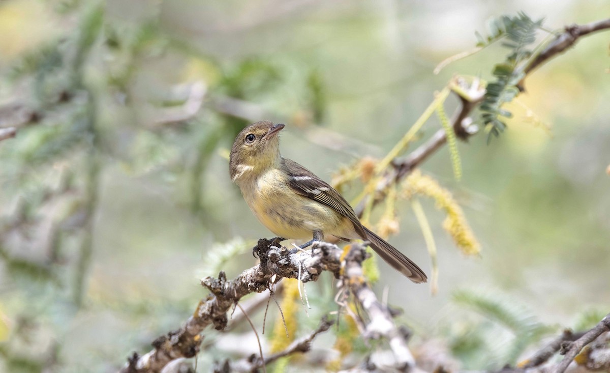 Flat-billed Vireo - Timo Mitzen