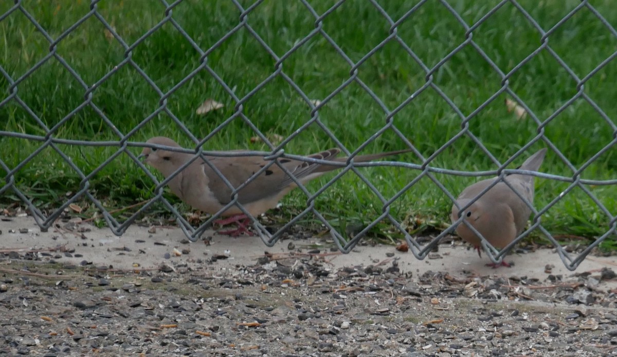 Mourning Dove - ML615980772