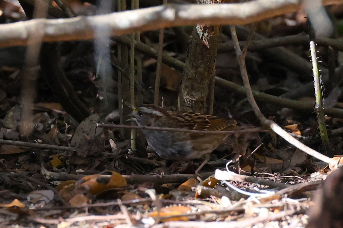 White-throated Sparrow - ML615980829