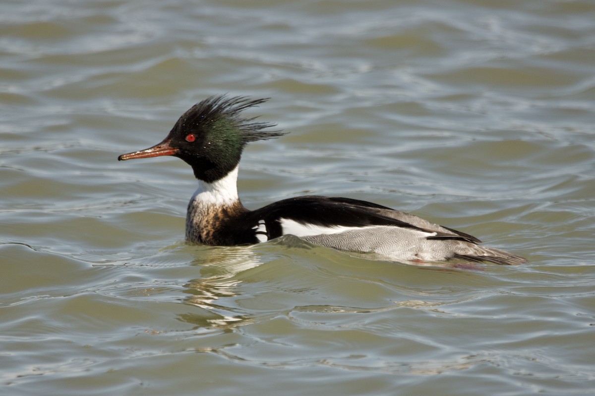 Red-breasted Merganser - ML615980877