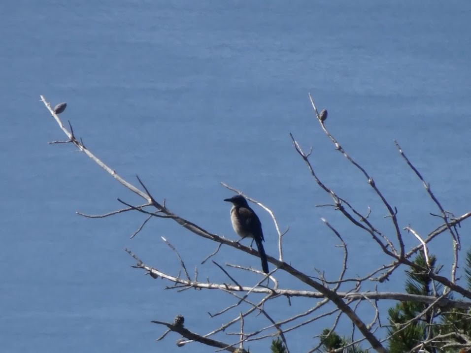 Island Scrub-Jay - ML615980933