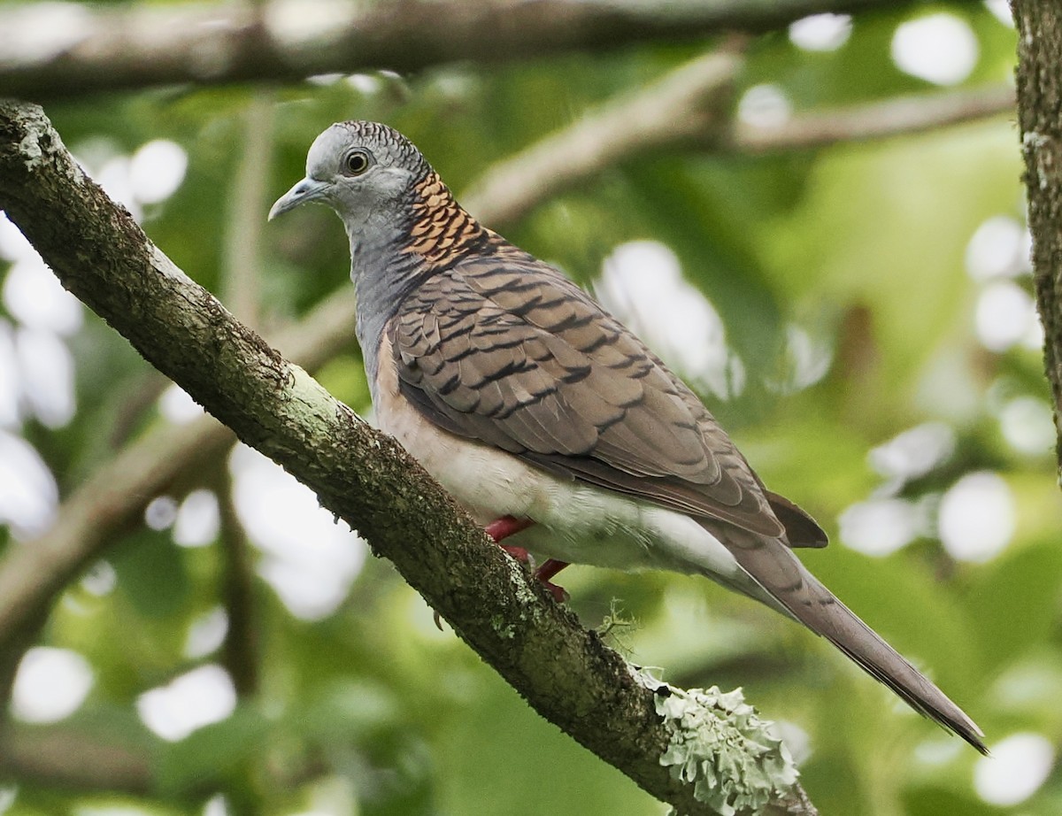 Bar-shouldered Dove - ML615980935