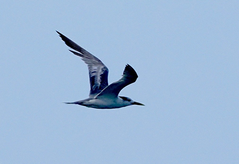 Great Crested Tern - ML615980940