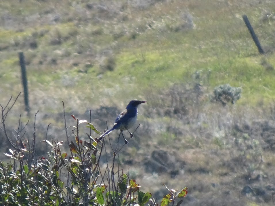 Island Scrub-Jay - ML615980949