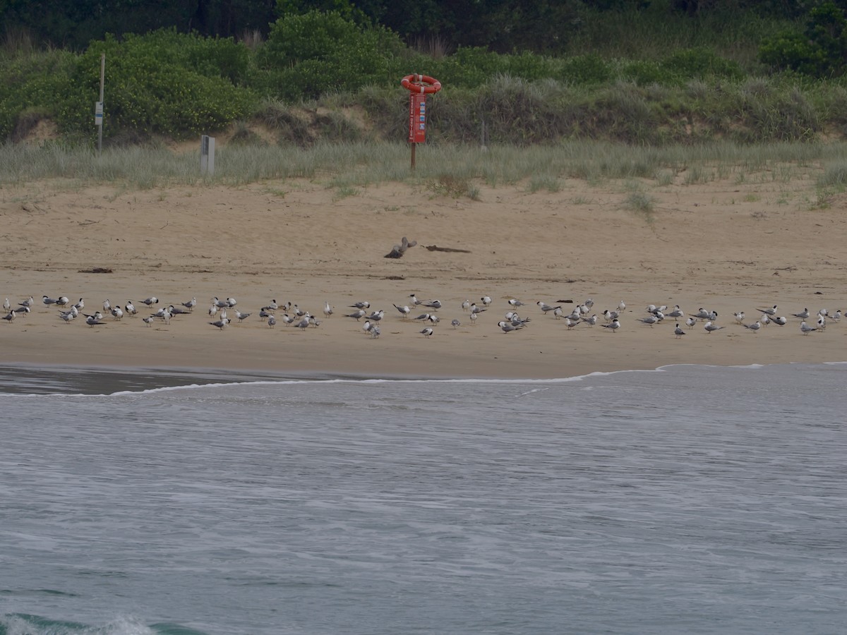 Great Crested Tern - ML615980951