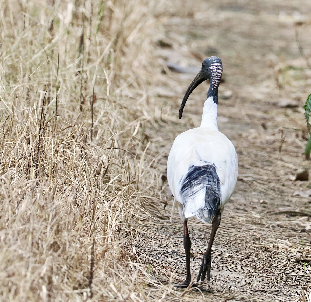 Ibis à cou noir - ML615980964