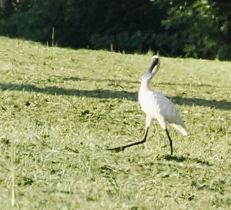 Royal Spoonbill - ML615980973