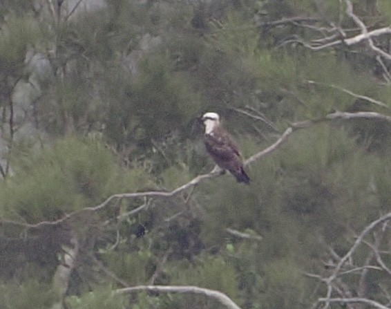 Balbuzard pêcheur - ML615980980