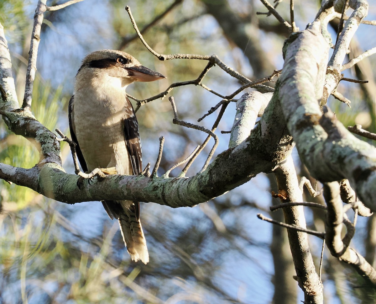 Laughing Kookaburra - ML615980983