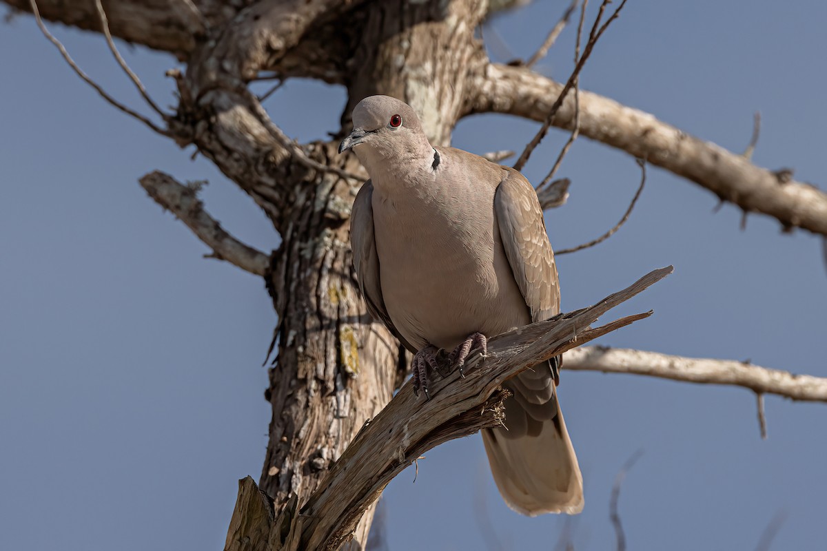 Eurasian Collared-Dove - ML615980988