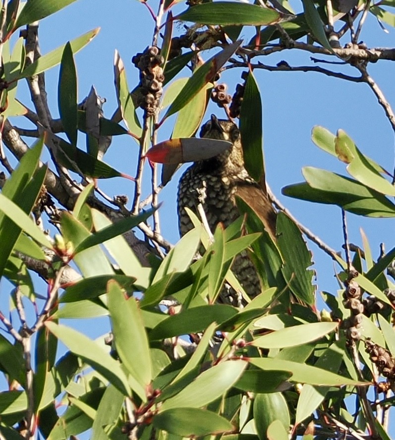 Regent Bowerbird - ML615980998