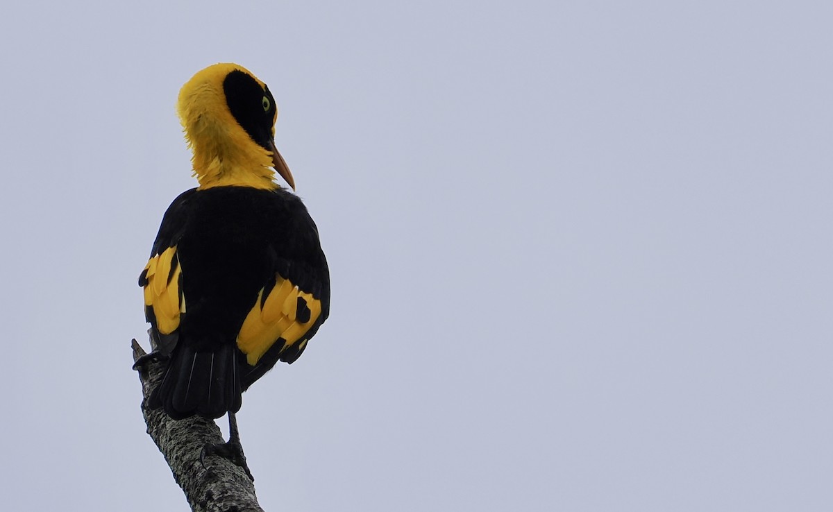 Regent Bowerbird - ML615981000