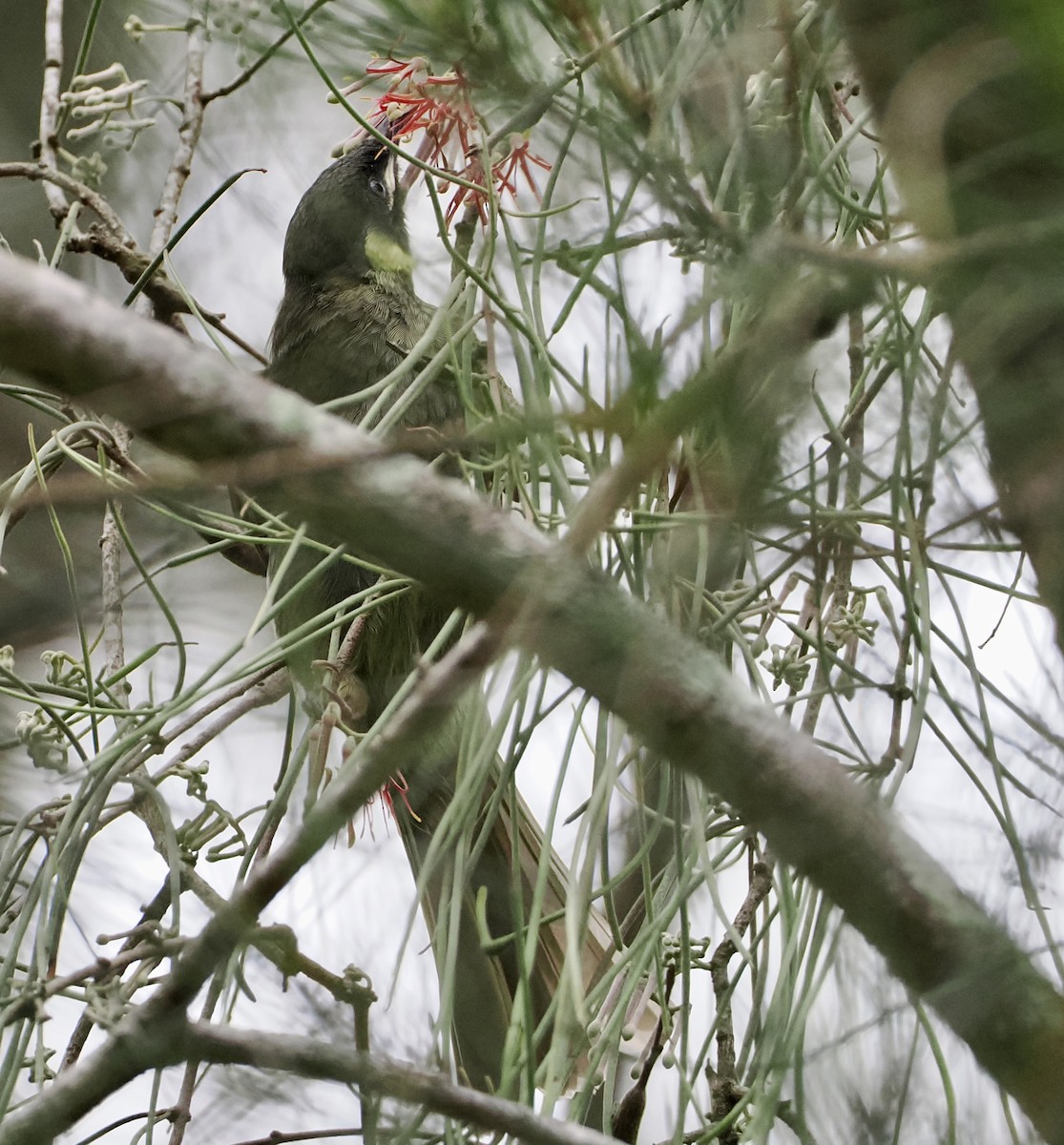 Lewin's Honeyeater - ML615981017