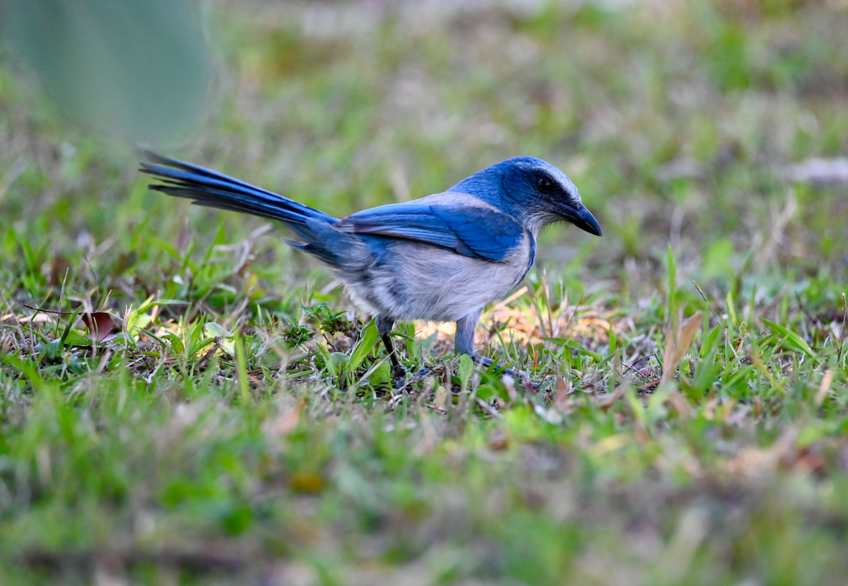 Florida Scrub-Jay - Heather Buttonow