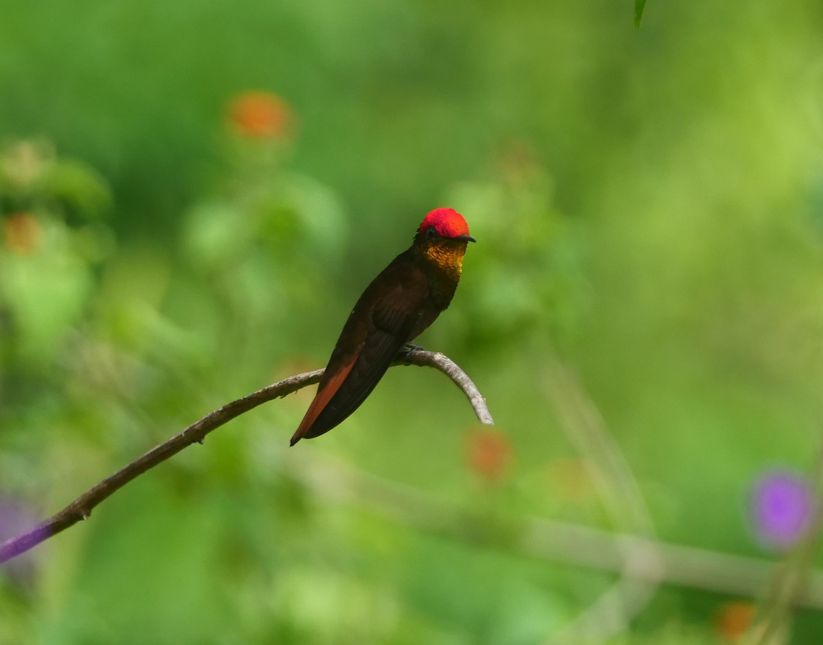Ruby-topaz Hummingbird - Brett Hartl