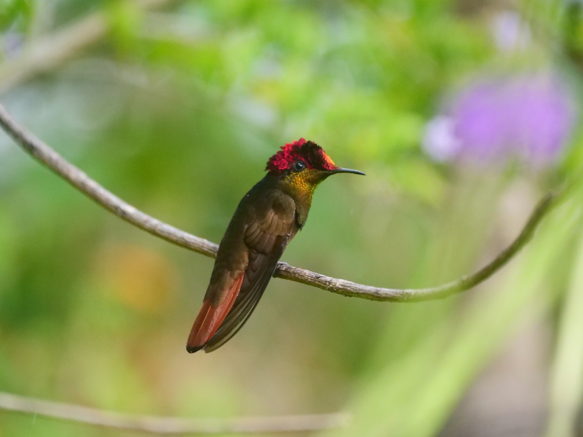 kolibřík červenohlavý - ML615981029