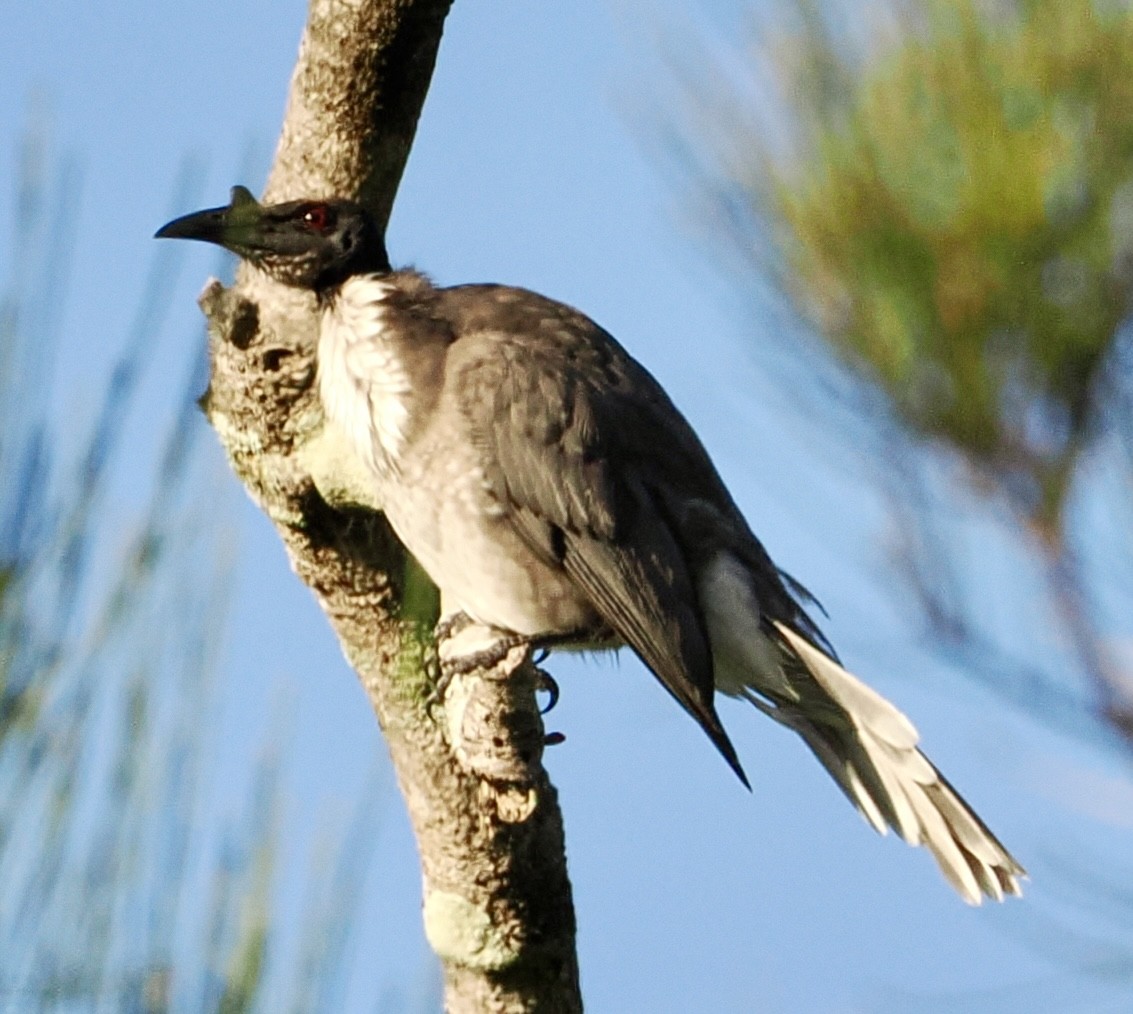 Noisy Friarbird - ML615981033