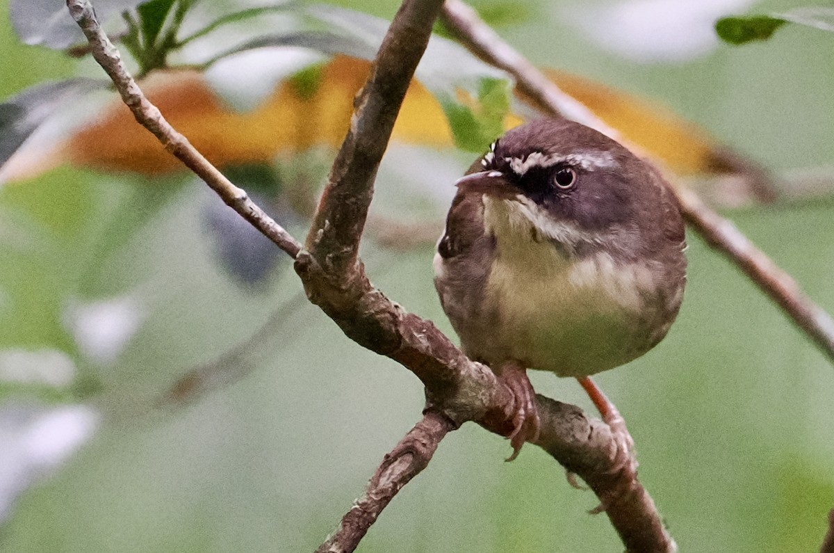 White-browed Scrubwren - Cheryl Cooper