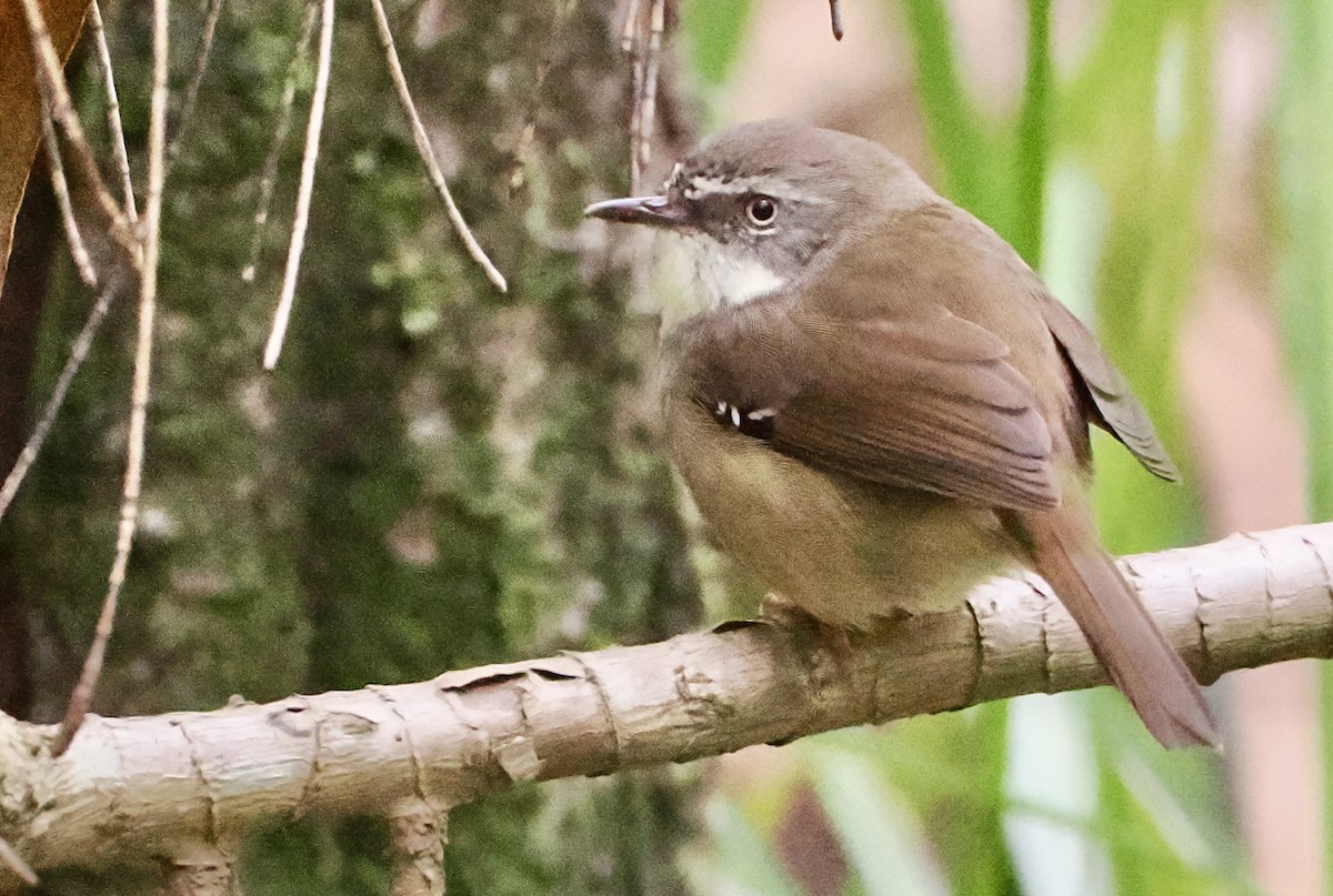 White-browed Scrubwren - ML615981037