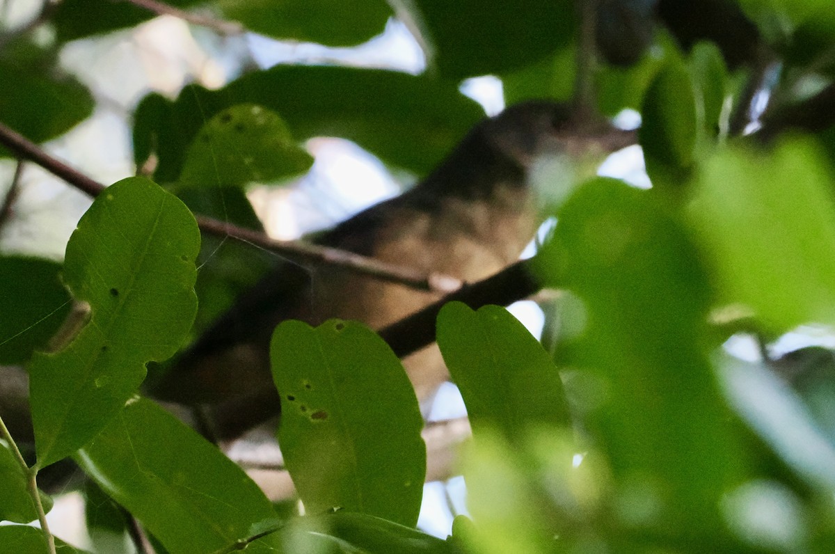 Rufous Shrikethrush - ML615981043