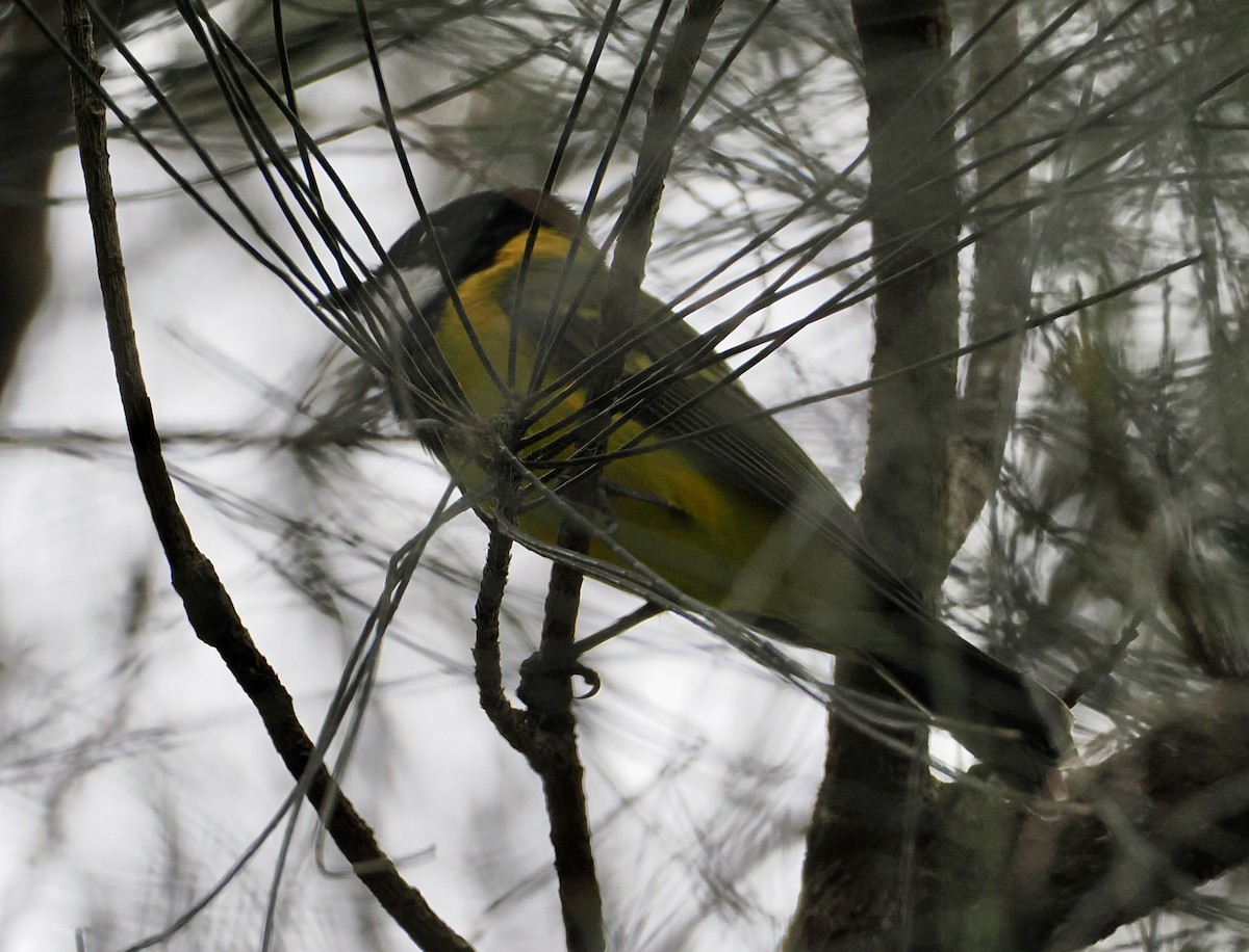 Golden Whistler - ML615981049