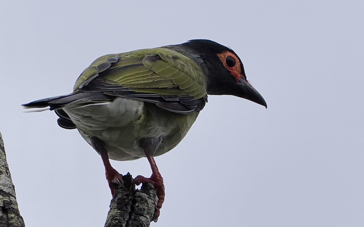 Australasian Figbird - ML615981062