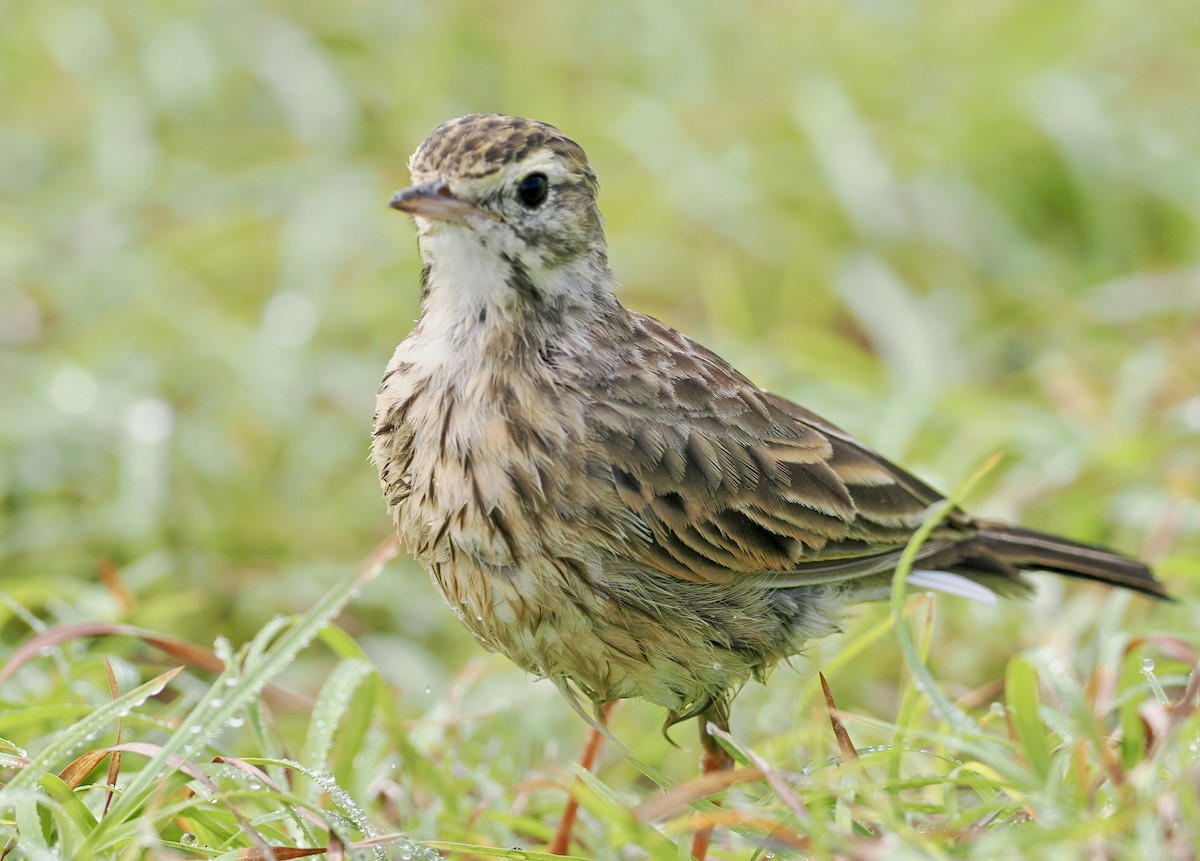 Australian Pipit - ML615981067