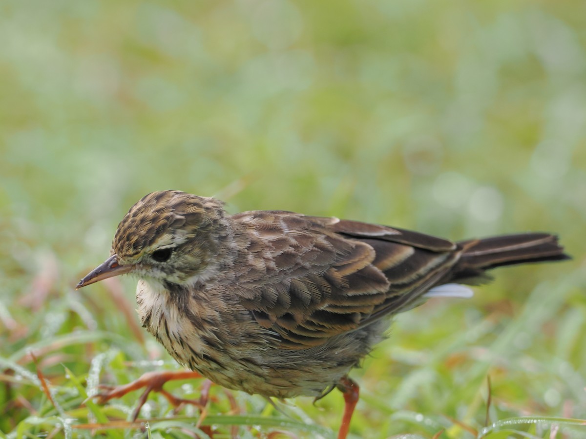 Australian Pipit - ML615981068