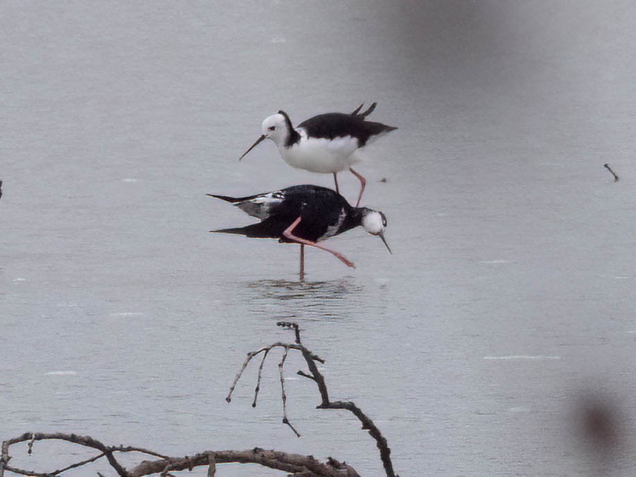 Pied x Black Stilt (hybrid) - ML615981132