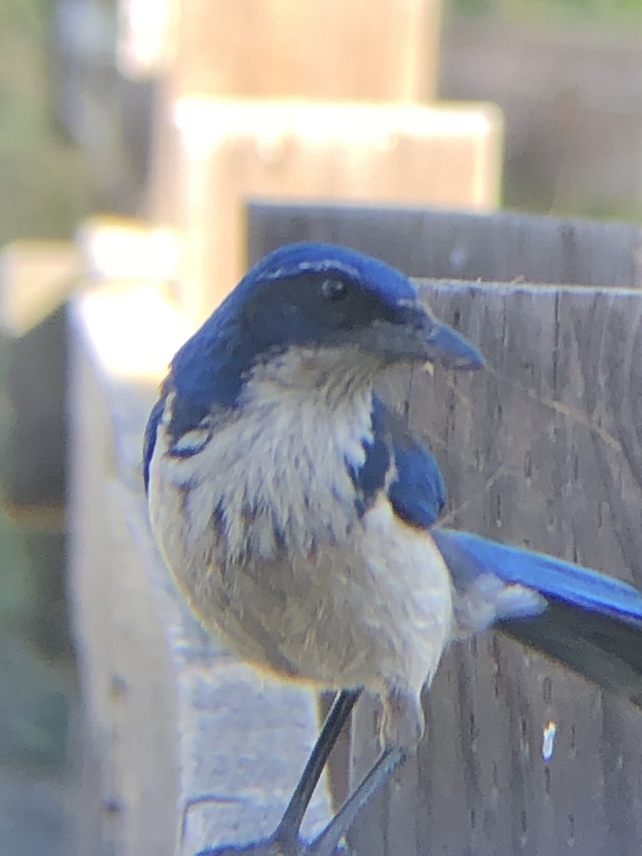 Island Scrub-Jay - ML615981136