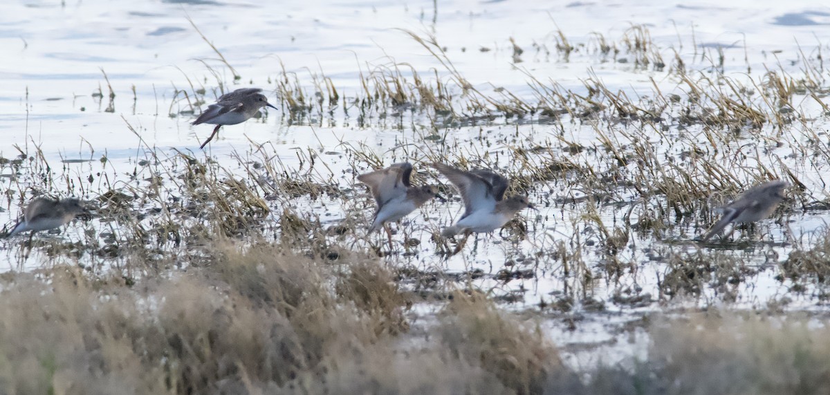 pygmésnipe - ML615981157