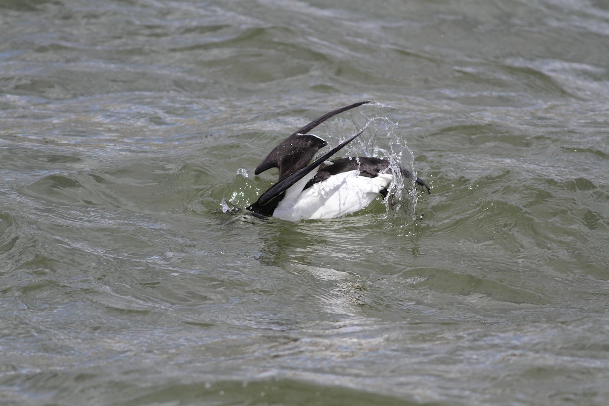 Razorbill - ML615981171