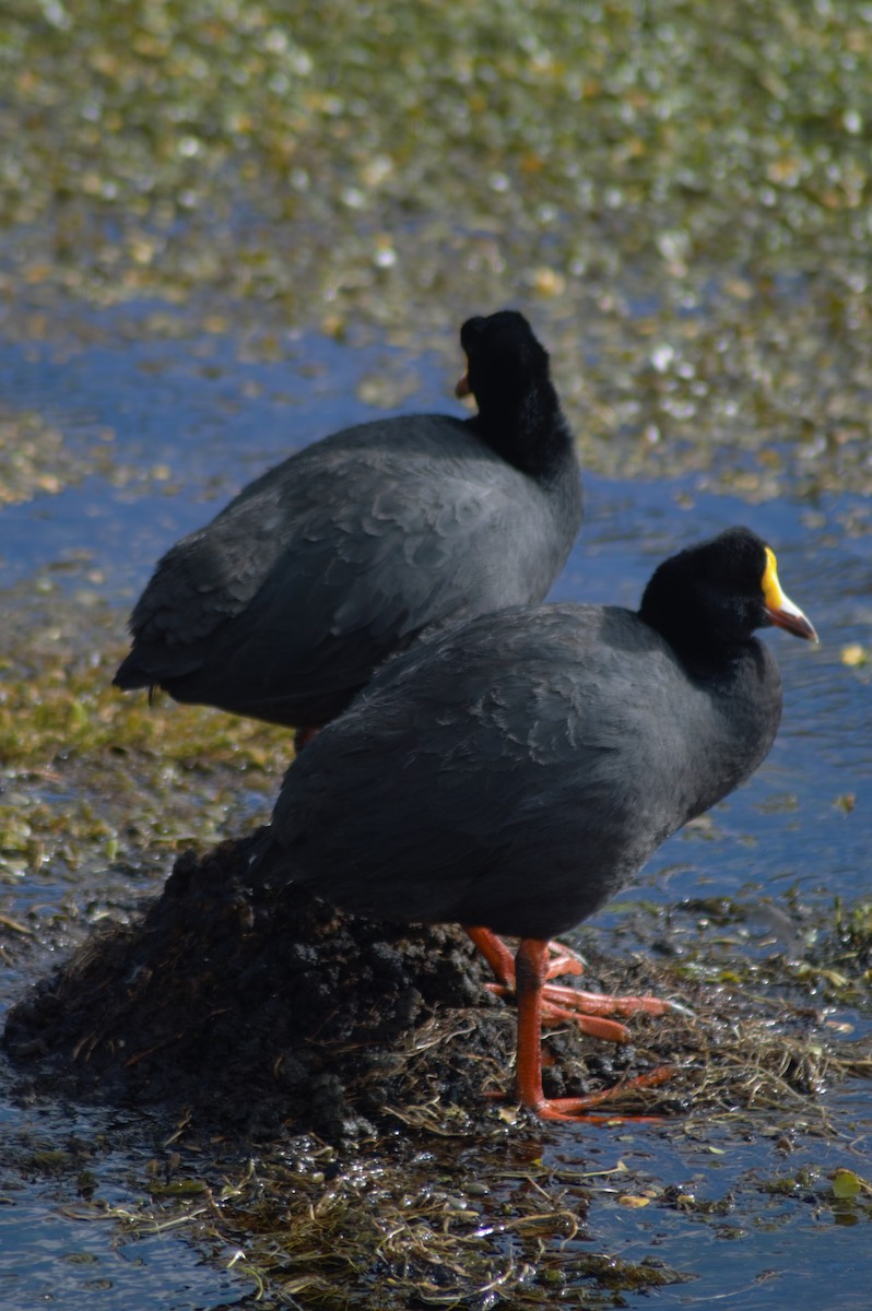 Giant Coot - ML615981180