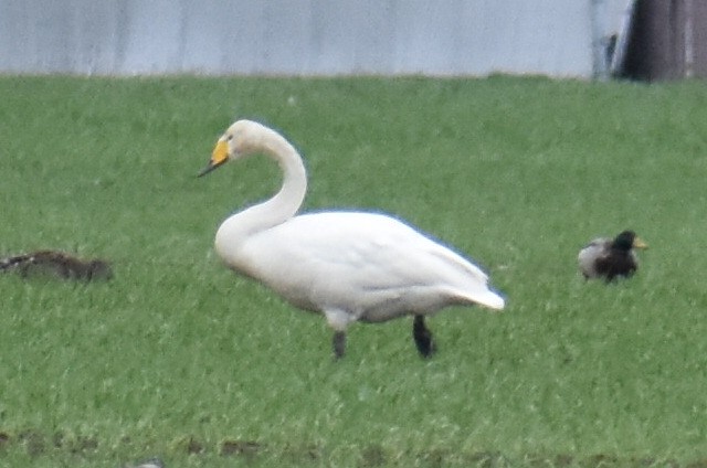 Whooper Swan - Zachary Perry