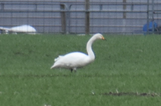 Whooper Swan - Zachary Perry