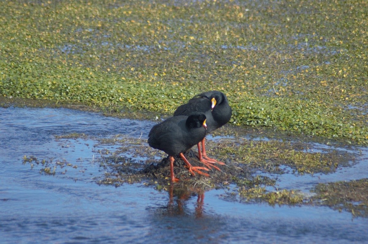 Giant Coot - ML615981235