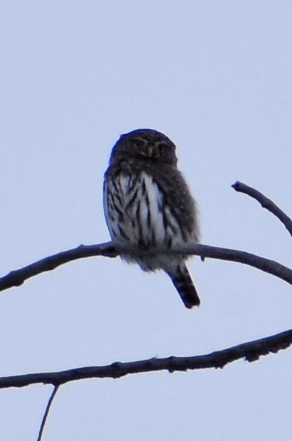 Northern Pygmy-Owl - Zachary Perry