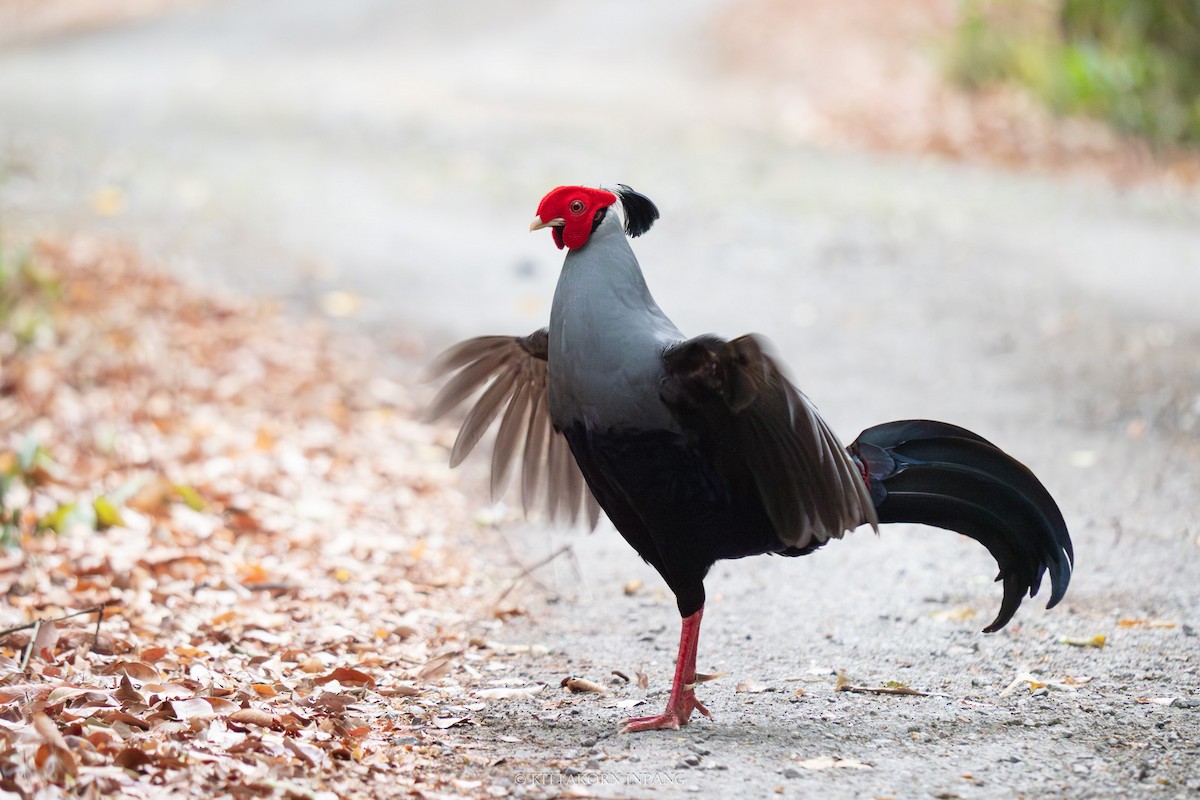 Siamese Fireback - ML615981253