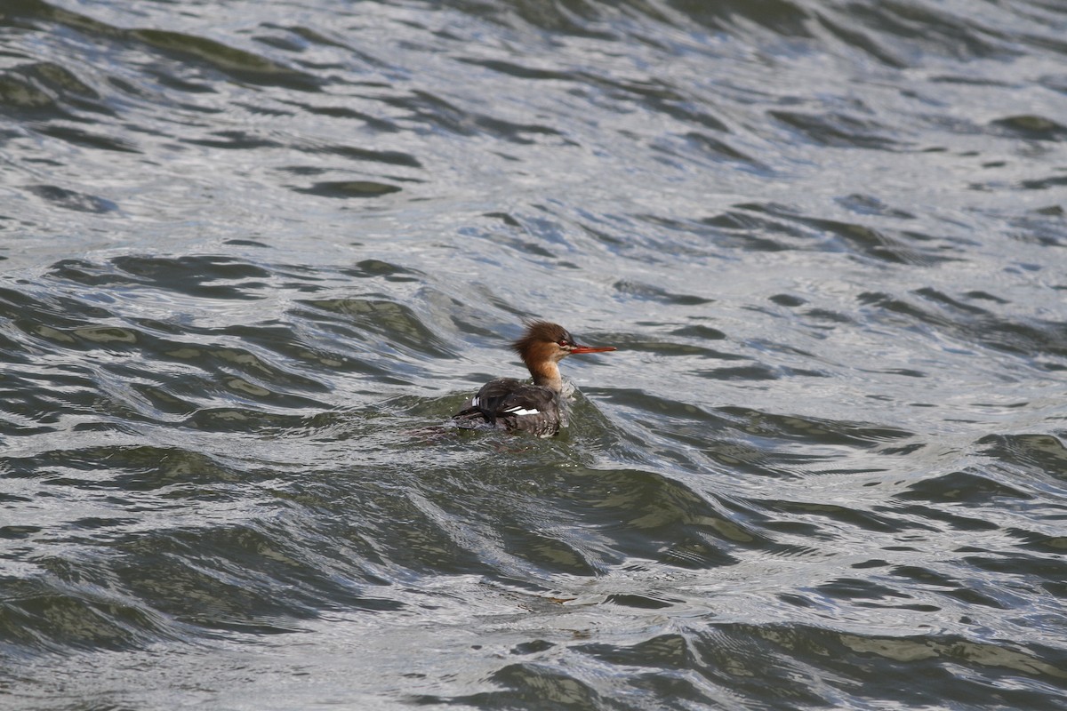 Red-breasted Merganser - ML615981264